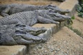 Siamese crocodile taking rest in a row Royalty Free Stock Photo