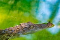 Siamese crocodile in the water Royalty Free Stock Photo