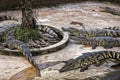 Siamese Crocodiles in crocodile farm in the Mekong Delta, Vietn Royalty Free Stock Photo