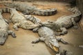 Siamese crocodiles Crocodylus siamensis on a farm near My Tho, Vietnam. This is an endangered species of medium-sized freshwater Royalty Free Stock Photo