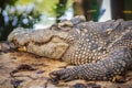 Siamese crocodiles farming in the pond. Scary Siamese crocodile (Crocodylus siamensis), a freshwater crocodile native to Southeast Royalty Free Stock Photo