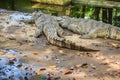 Siamese crocodiles farming in the pond. Scary Siamese crocodile (Crocodylus siamensis), a freshwater crocodile native to Southeast Royalty Free Stock Photo