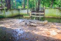 Siamese crocodiles farming in the pond. Scary Siamese crocodile (Crocodylus siamensis), a freshwater crocodile native to Southeast Royalty Free Stock Photo