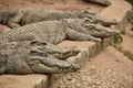 Crocodiles sleeping in groups in a zoo