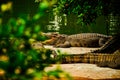 Siamese crocodille laying by the river and relaxing with the opened mounth with sharp tooths