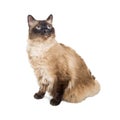 Siamese Crossbreed Cat Looking Up on White