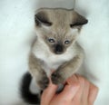 Siamese cute kitten close Royalty Free Stock Photo