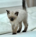 Siamese cute kitten close Royalty Free Stock Photo