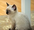 Siamese cute kitten close Royalty Free Stock Photo