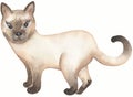 Siamese  domestic cat  illustration. Cute Cats background. Watercolor hand drawn picture Royalty Free Stock Photo