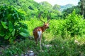 Siamese Eld's deers on Cat Ba, Hai Phong, Viet Nam Royalty Free Stock Photo