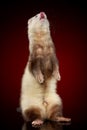 Siamese ferret on hinder legs