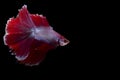 Siamese fighting Betta swims in fluid movement