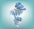 Beautiful white Siamese fighting fish