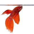 Siamese fighting fish Royalty Free Stock Photo