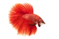 Siamese fighting fish