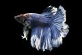 Siamese fighting fish Royalty Free Stock Photo