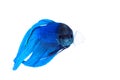 Siamese fighting fish Royalty Free Stock Photo