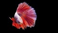 Siamese fighting fish in action, focus on right eye of the fish, closed-up with black background, DUAL ISO technique. Red betta f