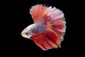 Siamese fighting fish in action, focus on right eye of the fish, closed-up with black background, DUAL ISO technique. Red betta f