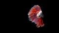 Siamese fighting fish in action, focus on right eye of the fish, closed-up with black background, DUAL ISO technique. Red betta f