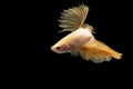 Siamese fighting fish in action, focus on right eye of the fish, closed-up with black background, DUAL ISO technique. Red betta f