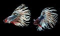 A Siamese fighting fish in any action on isolate background