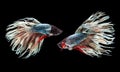 A Siamese fighting fish in any action on isolate background