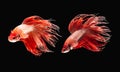 A Siamese fighting fish in any action on isolate background