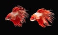 A Siamese fighting fish in any action on isolate background