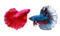 A Siamese fighting fish in any action on isolate background