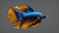 siamese fighting fish in aquarium Long Tail Halfmoon Betta or Siamese Fighting Fish Swimming Isolated on Black Background