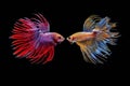 Siamese fighting fish, Beautiful style of betta splendens, isolated on a black background Royalty Free Stock Photo