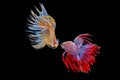 Siamese fighting fish, Beautiful style of betta splendens, isolated on a black background Royalty Free Stock Photo