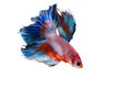 Siamese Fighting Fish,  beautiful tail of red,blue & pink fighting fish on white background.Colourful Betta fish Royalty Free Stock Photo