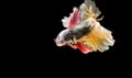 Siamese fighting fish Betta fish acting togther on black background.