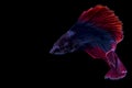 Siamese fighting fish, betta isolated on black background.