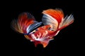 Siamese fighting fish, betta isolated on black background Royalty Free Stock Photo