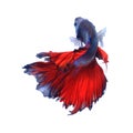 Siamese fighting fish , betta isolated on white background.