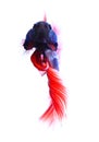 Siamese fighting fish , betta isolated on white background.