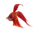 Siamese fighting fish, Betta splendens Royalty Free Stock Photo