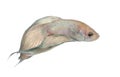 Siamese fighting fish - Betta Splendens Royalty Free Stock Photo