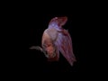 Siamese Fighting Fish (Betta Splendens) Royalty Free Stock Photo