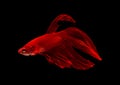 Super Red Veiltail Betta splendens fish Siamese fighting fish on black background Royalty Free Stock Photo