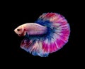 Multicolor half moon Betta splendens fish (Siamese fighting fish) on black background Royalty Free Stock Photo