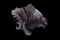 Siamese fighting fish Big Ear Dumbo Halfmoon Fancy Betta Royalty Free Stock Photo