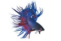 Siamese fighting fish