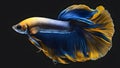 siamese fighting fish Blue Yellow Long Tail Halfmoon Betta or Siamese Fighting Fish Swimming Isolated on Black Background