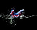 Siamese fighting fish, colored fish jumping out of water splash