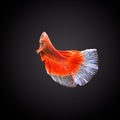 SIAMESE FIGHTING FISH Royalty Free Stock Photo